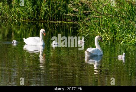 Paar stumme Schwäne, Cygnus olor, mit Cygnets schwimmen in Reservoir mit Reflexionen im Wasser, East Lothian, Schottland, Großbritannien Stockfoto