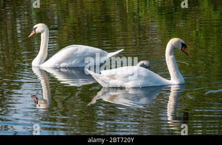 Paar stumme Schwäne, Cygnus olor, mit Cygnet schwimmen im Stausee mit Reflexionen im Wasser, East Lothian, Schottland, Großbritannien Stockfoto