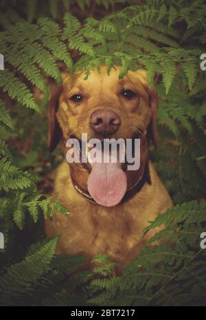 Ein Nahaufnahme-Porträt eines Gelben labrador Retriever Hundes mit hervorrachender Zunge und umrahmt von Pflanzen und Farnen in einem naturnahen Bild Stockfoto
