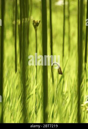 Eine Farnpflanze, die sich um Erwachsene Pflanzen im Wald mit grünen Gräsern rollt Stockfoto