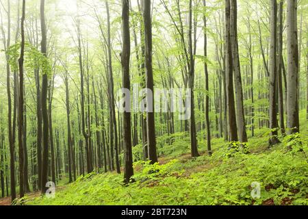 Buchenbäume im Frühlingswald an einem Berghang bei nebeligem, regnerischem Wetter Stockfoto