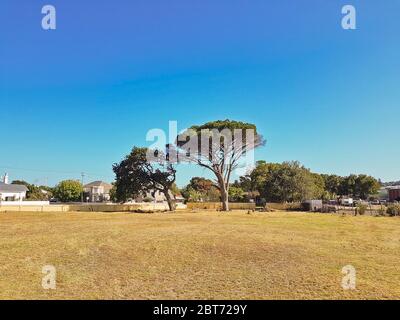 Riesiger afrikanischer Baum im Park in Kapstadt, Südafrika. Stockfoto