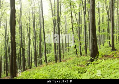 Buchenbäume im Frühlingswald an einem Berghang bei nebeligem, regnerischem Wetter Stockfoto