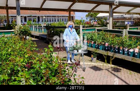 Frau, die eine Maske trägt, in einem Dobbies Garden Center in Brighton einkaufen, nachdem die Lockdown-Maßnahmen in England und Teilen Großbritanniens während der COVID-19-Pandemie zum ersten Mal gelockert wurden Stockfoto