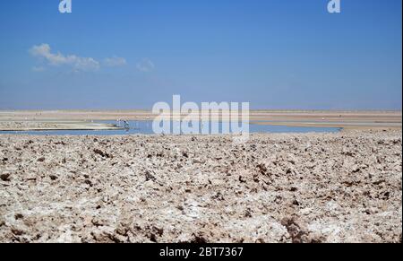 Chaxa Lagune mit Flamingos und Anden Avocets in Salar de Atacama, der größten Salzlache Chiles in der Region Antofagasta, Nordchile Stockfoto