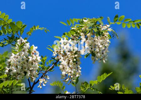 Ein Zweig mit Blüten von Robinia pseudoacacia, in seiner Heimat allgemein als schwarze Heuschrecke bekannt Stockfoto