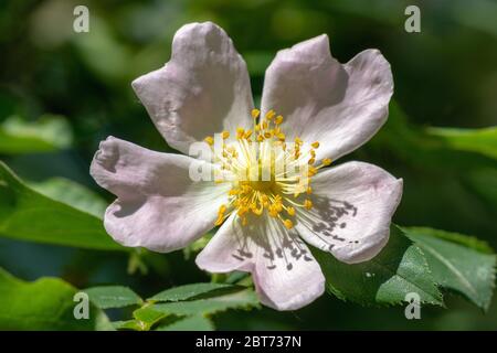 Nahaufnahme der Rose Rosa canina, allgemein bekannt als die Hundrose Stockfoto