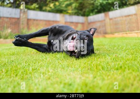Staffordshire Bull Terrier Hund liegt auf seiner Seite auf Gras lächelnd, Blick auf die Kamera auf Bodenhöhe aufgenommen. Er schaut auf die Kamera. Stockfoto