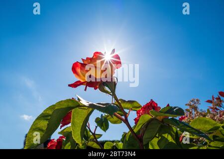 Eine rot-orange Rose gegen einen blauen Sommerhimmel mit einem Stern platzte Sonnenstrahl scheint durch Stockfoto
