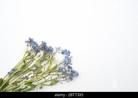 Nahaufnahme von wilden Pastellblumen auf weißem Hintergrund Stockfoto