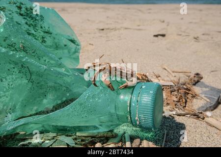 Meereskrabbe auf abgesandten Plastikflaschen auf verschmutztem sandigen Lebensraum der Küste Stockfoto