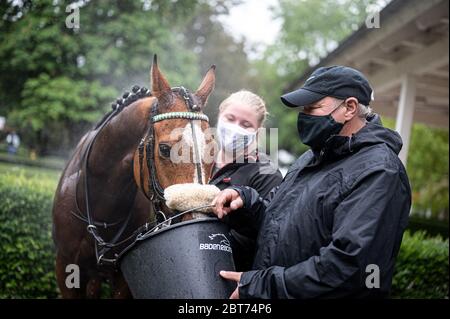 Iffezheim, Deutschland. Mai 2020. Feature, Dekorationsbild, Hintergrund, Hintergrundbild, Symbol, Symbolbild: Bräutigam mit Maske füttern ein Rennpferd. GES/Gallop Sport/Iffezheim Spring Metting, 23. Mai 2020 23. Mai 2020 Horseracing Spring Festival, Iffezheim, 23. Mai 2020 Quelle: dpa/Alamy Live News Stockfoto