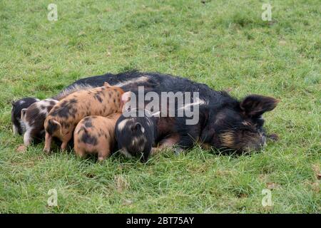 Eine Gruppe von kunekune Ferkeln säugt ein Mutterschwein Stockfoto