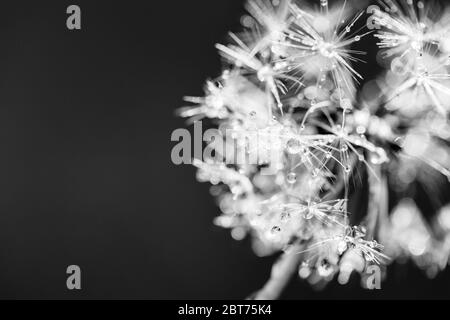 Nahaufnahme von Löwenzahn-Blumensamen als künstlerisch abstrakt schwarz-weiß. Sonnige Natur Makro Stockfoto