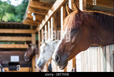 Ein Pferd schaut mich im Stall an Stockfoto