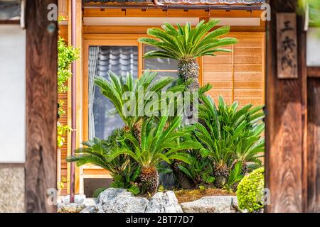 Kyoto, Japan Kogenji Tempel Zen Gartengebäude Eingang in Arashiyama mit niemand und grünen Palmenblättern mit hölzernen Türrahmen Stockfoto