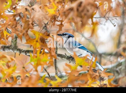 Ein farbenfroher, schöner blauer jay Cyanocitta cristata Vogel Nahaufnahme auf einem Ast während der Herbstsaison mit orangegelben Eichenlaub Stockfoto