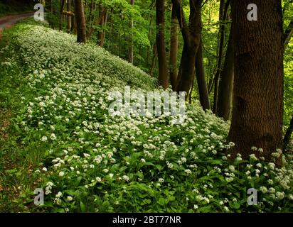 Bärlauch am Waldrand, an der Seite eines Bauernhoftrassels Stockfoto