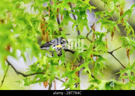 Grüne Eichenblätter mit einem Gelbrumpeligen Männchen Myrtenwalder Vogel mit gelber Farbe und Bokeh Hintergrund in Virginia auf Ast Stockfoto