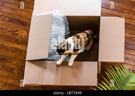 Hoher Winkel über Ansicht von calico Katze innerhalb Paket Lieferung Karton mit Luftblasenverpackung auf Hartholzboden des Hauses lustig Humor raus Stockfoto