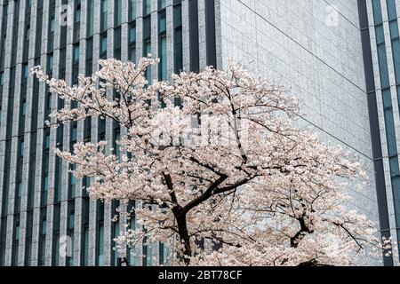 Rosa weißen Sakura Kirschblütenbaum von modernen Gebäude mit Blütenblättern im Frühjahr in Akasaka, Tokio, Japan in der Nähe von Hie Schrein Stockfoto