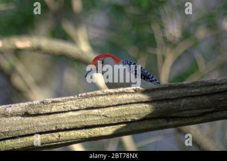 Rotbauch-Specht (Melanerpes Carolinus) Stockfoto