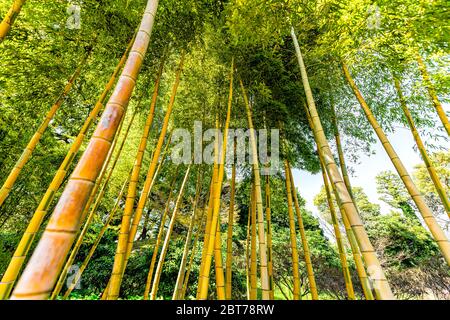 Tokyo, Japan Downtown Park im Kaiserpalast während des Frühlingstages mit Weitwinkelblick auf hohe Bambusbäume in Hain Stockfoto