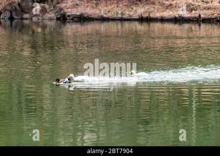 Takayama, Japan Hida no Sato altes Dorf See Teich in Gifu Präfektur mit weißen aggressiven Vogel Gans Jagd Ente schwimmen Stockfoto