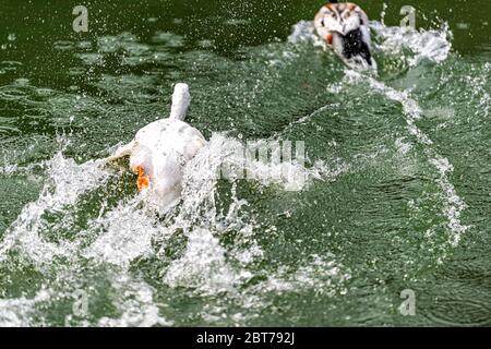 Takayama, Japan Hida no Sato Folk Dorf See Teich in Gifu Präfektur mit weißen aggressiven Gans Schwimmen Angriff Stockente Stockfoto