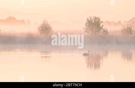 schwan auf dem See bei nebelverhangene Sonnenaufgang im Sommer Stockfoto