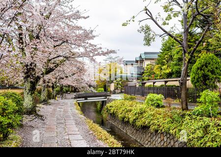 Kyoto, Japan Kirschblüte Sakura Blütenblätter auf den Boden im Frühjahr in berühmten Philosopher's Path Garten Park am Fluss und niemand gefallen Stockfoto