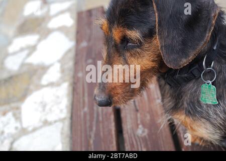 Hund Stockfoto