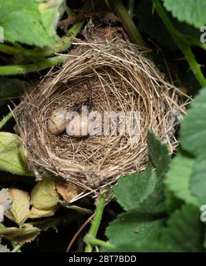 Nest von Blackcap, Sylvia atricapilla, mit zwei Eiern, im Bromble-Busch, Pferdehaar-Pilz-Filamente in Nestfutter, Queen's Park, London, Vereinigtes Königreich Stockfoto