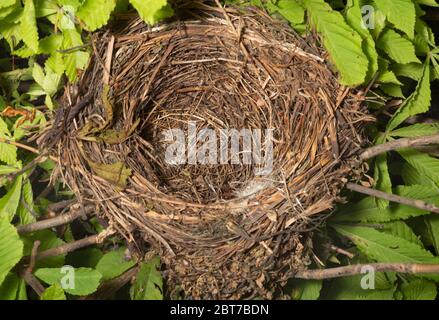 European Blackbird, Turdus merula, Nest in Horse Chestnut Tree, Queen's Park, London, Großbritannien gebaut Stockfoto