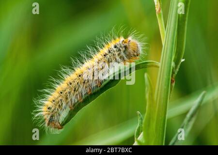 Haarige Raupe auf einem grünen Blatt in Nahaufnahme auf grünem Hintergrund. Stockfoto