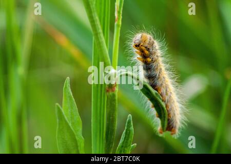 Haarige Raupe auf einem grünen Blatt in Nahaufnahme auf grünem Hintergrund. Stockfoto