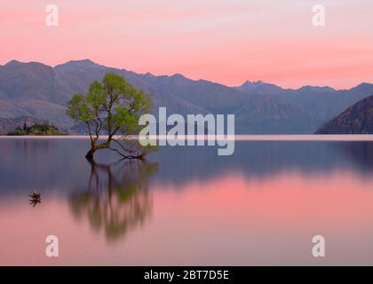 Dass Wanaka Baum bei Sonnenaufgang Stockfoto