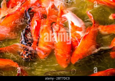 Chinesische Koi Fische schwimmen im Teich in einem Park in Peking, China Stockfoto