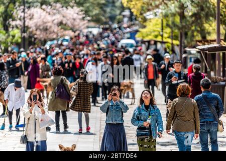 Nara, Japan - 14. April 2019: Menschen viele Ausländer Touristen drängen sich tagsüber auf dem Straßengelände des Todaji-Tempels in der Stadt Stockfoto