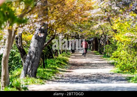 Uji, Japan - 14. April 2019: Trail Road Pfad im Frühling in traditionellen Dorf mit Menschen Fahrrad fahren Wandern an Kirschblüten Sakura Baum auf stre Stockfoto