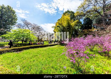 Tokio, Japan - 1. April 2019: Lila rosa Azalee Rhododendron blüht im Frühling Frühling im Imperial Palace Garten tagsüber mit lebendigen Farben la Stockfoto