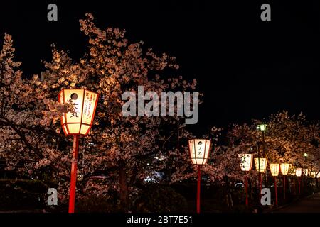 Kyoto, Japan - 9. April 2019: Rote Papierlaternen leuchten mit Kirschblütenbäumen entlang des Kamo Flusses während des Hanami Festivals Stockfoto