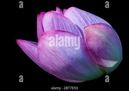 Nahaufnahme der schönen rosa Wasserlilie Lotusblume, Naturfoto Stockfoto