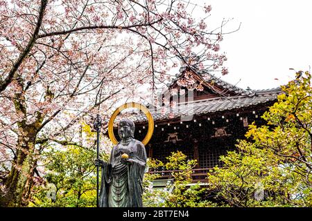 Kyoto, Japan - 9. April 2019: Kirschblüten-Sakura-Baum in der Nähe des Maruyama-Parks im Gion-Viertel Gionkaku oder des Dokaku-Tempels Schreindach bei Regentropfen Stockfoto