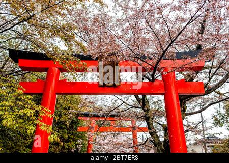 Kyoto, Japan - 10. April 2019: Weiße rosa Kirschblüte Sakura Blüten auf Bäumen im Frühjahr im Garten Park und roten Takenaka Inari Jinja Shrine torii ga Stockfoto