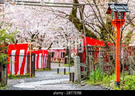 Kyoto, Japan - 10. April 2019: Hirano Shinto Schrein mit Sakura Hanami Festival Dekorationen und rote Laterne mit Pfad durch den Garten Park Stockfoto