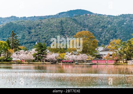 Kyoto, Japan - 11. April 2019: Kirschblüten-Sakura-Blüten von Osawa-no-Ike Teich See im Frühjahr in Arashiyama Daikakuji Tempel mit roten traditionellen d Stockfoto