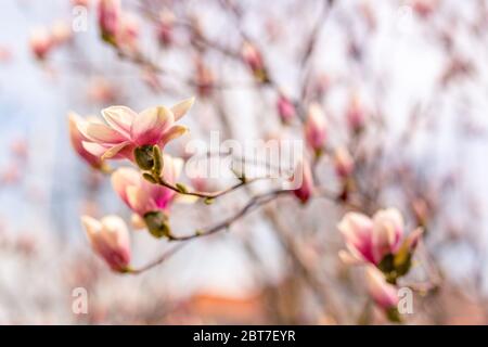 Baumzweig mit Magnolienblüten. Magnolienblüte im frühen Frühjahr. Der Beginn der Blüte der Magnolie. Magnolienbaum im frühen Frühjahr Stockfoto