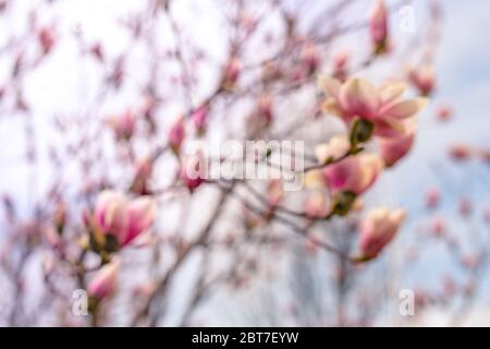 Baumzweig mit Magnolienblüten. Magnolienblüte im frühen Frühjahr. Der Beginn der Blüte der Magnolie. Magnolienbaum im frühen Frühjahr Stockfoto