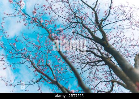 Rosa Kirschblüten Nahaufnahme auf Frühling Baum, Zweige mit Bur Himmel Hintergrund. Verschwommene Frühlingsnatur Stockfoto